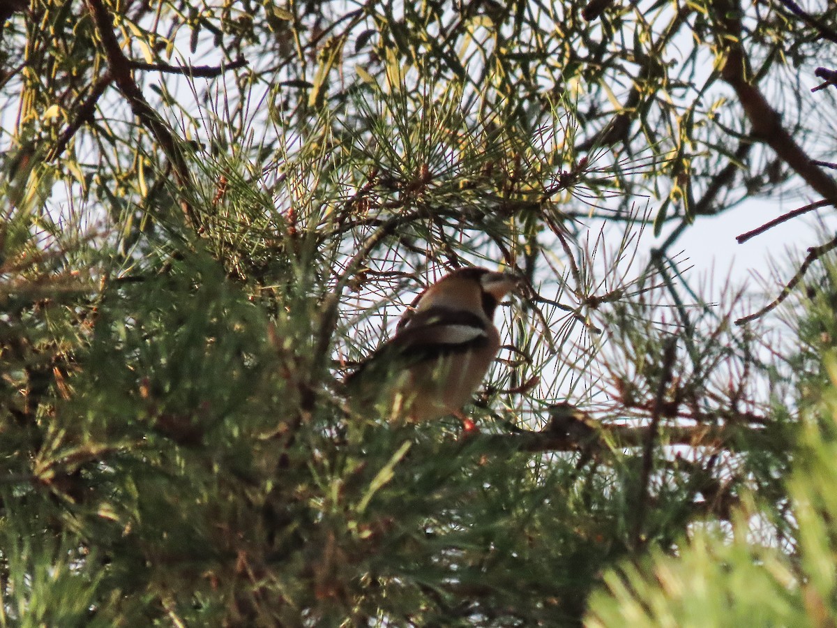 Hawfinch - ML625531946