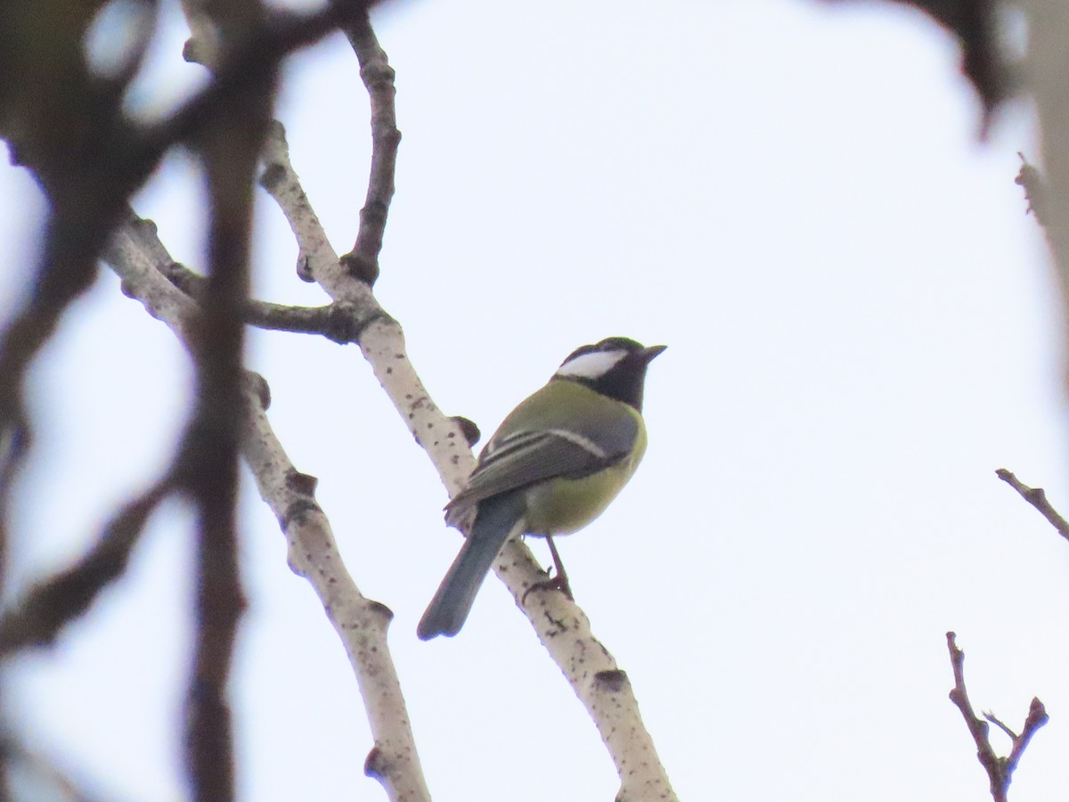 Great Tit (Great) - ML625531951