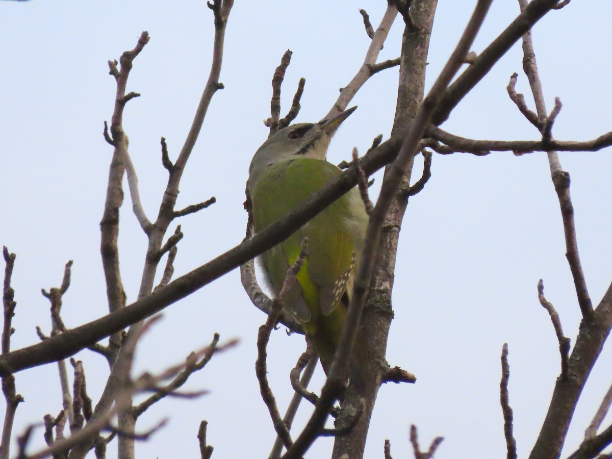 Gray-headed Woodpecker - ML625531954