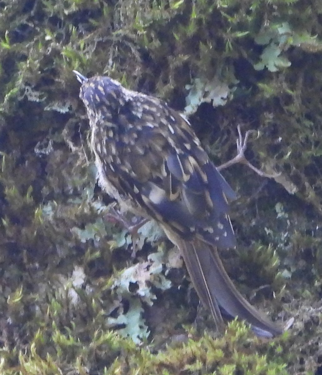 Sichuan Treecreeper - ML625531956