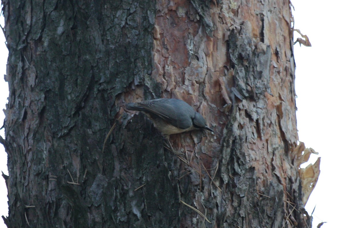 Eurasian Nuthatch (Western) - ML625531983