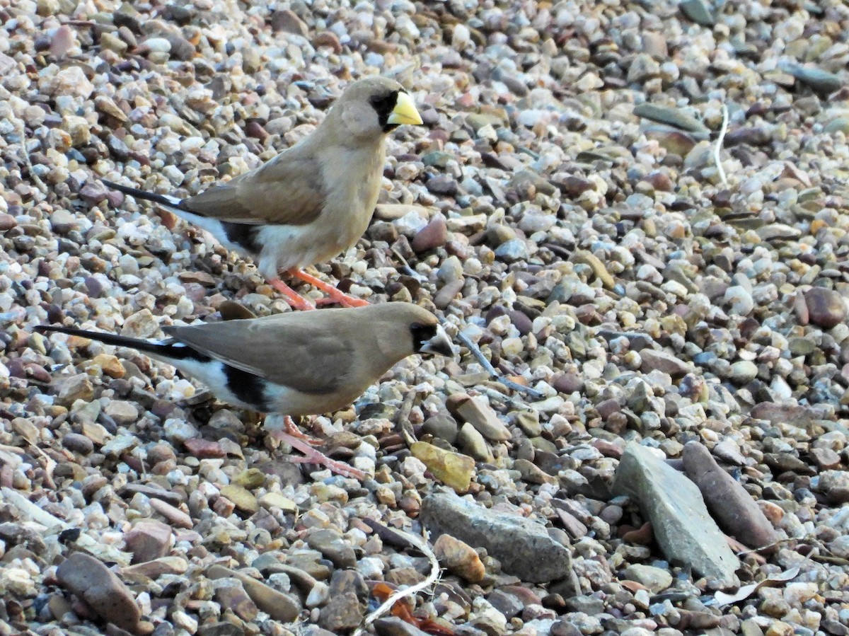 Masked Finch - ML625531991