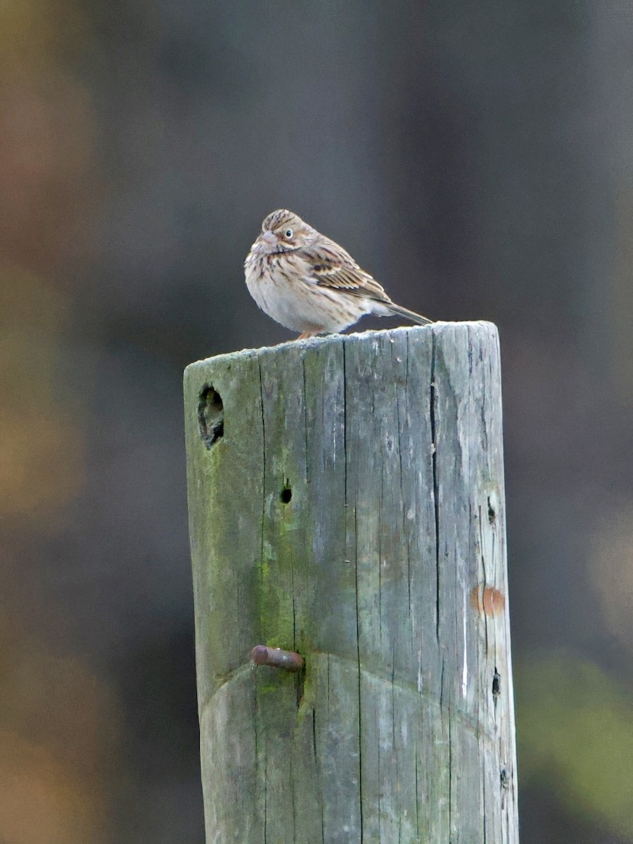 Vesper Sparrow - ML625532024