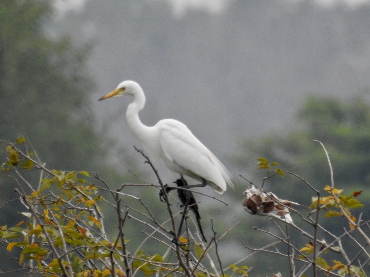 Medium Egret - ML625532037