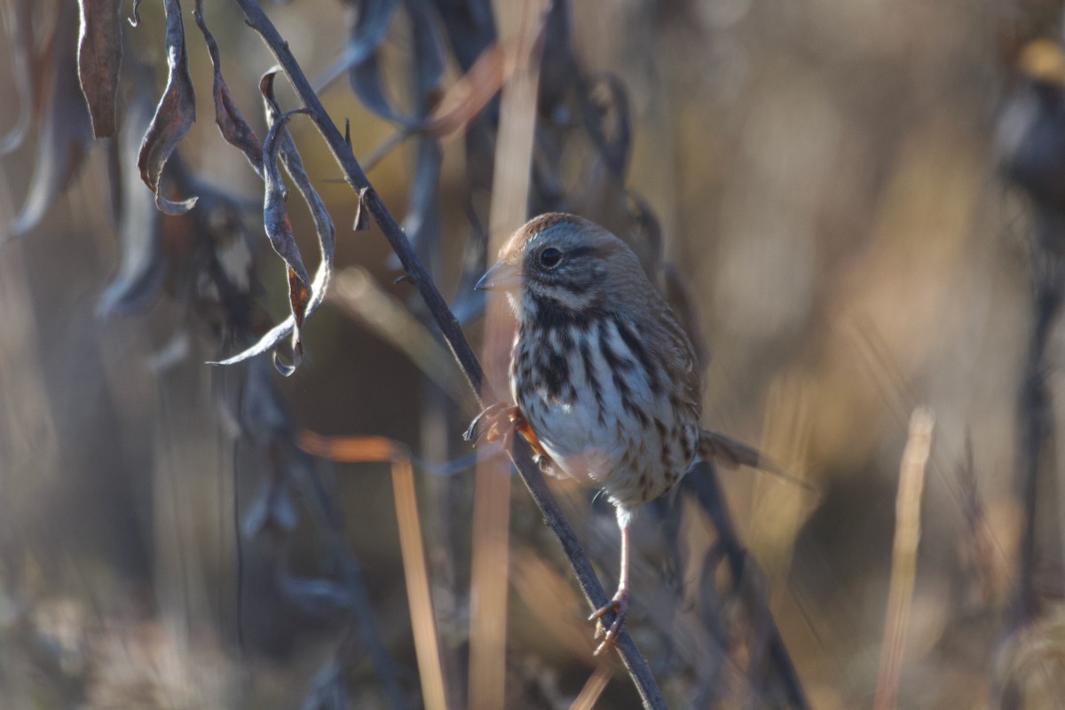 Song Sparrow - ML625532219