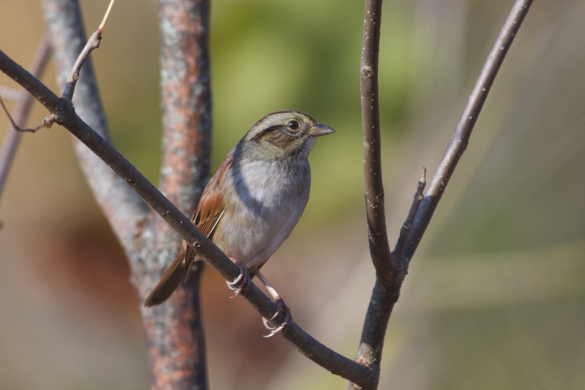 Swamp Sparrow - ML625532220