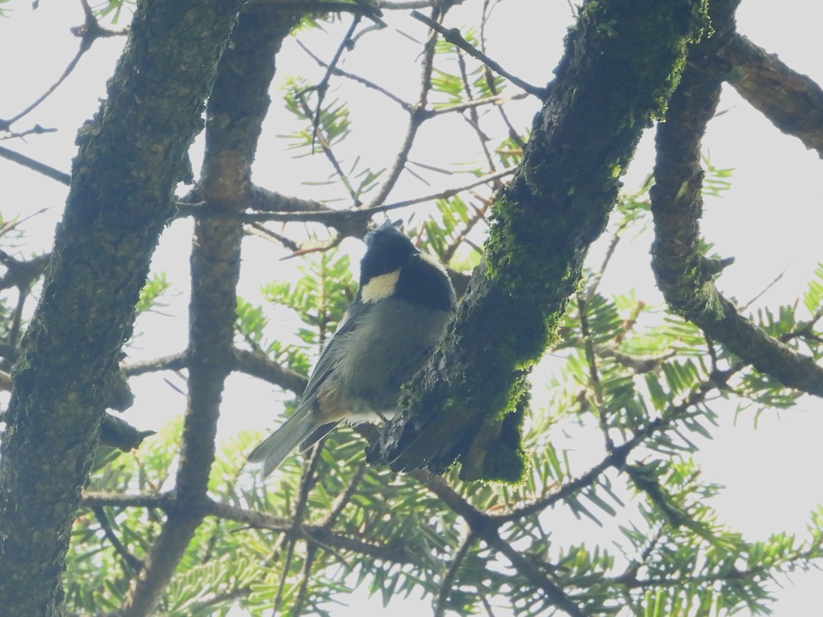 Rufous-vented Tit - ML625532264