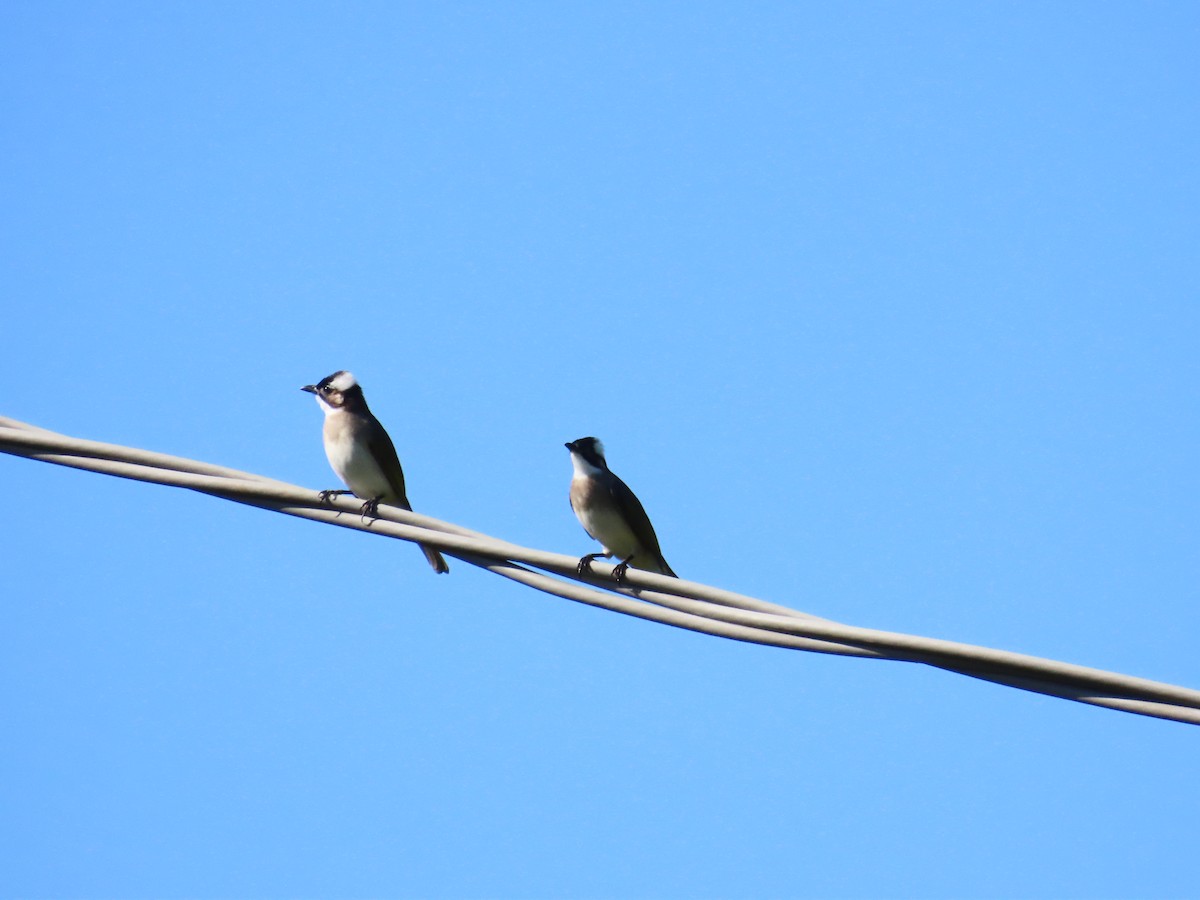 Light-vented Bulbul - ML625532265