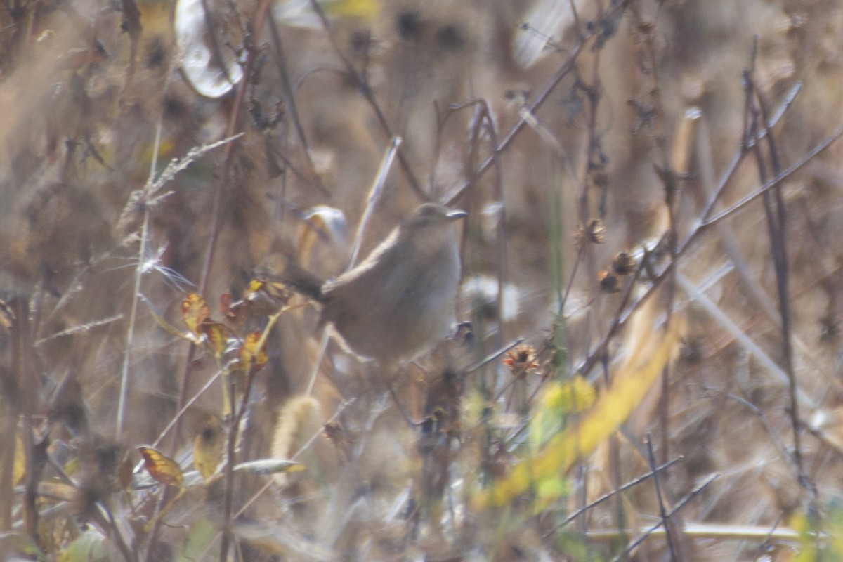 Marsh Wren (palustris Group) - ML625532283