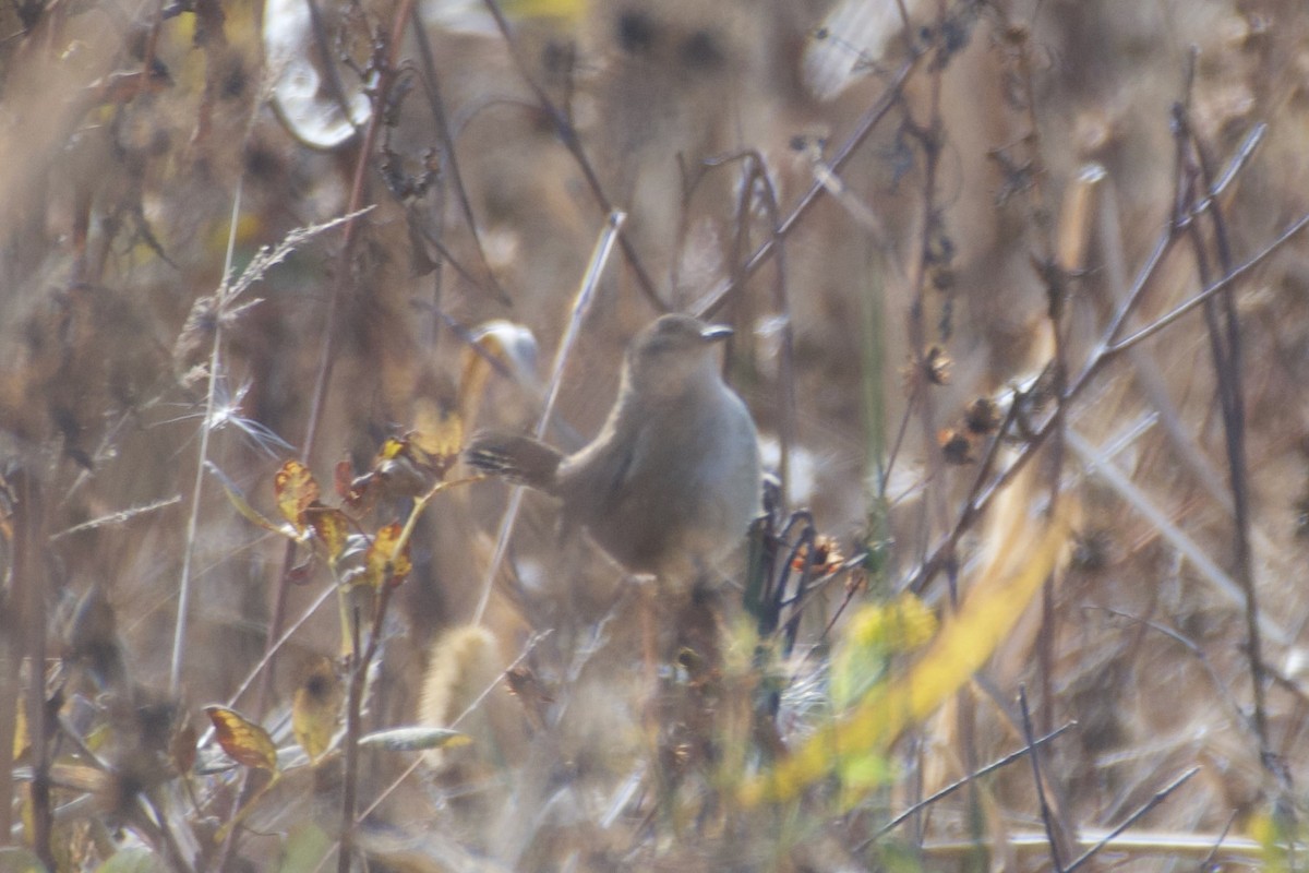 Marsh Wren (palustris Group) - ML625532284