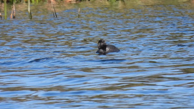 Musk Duck - ML625532292