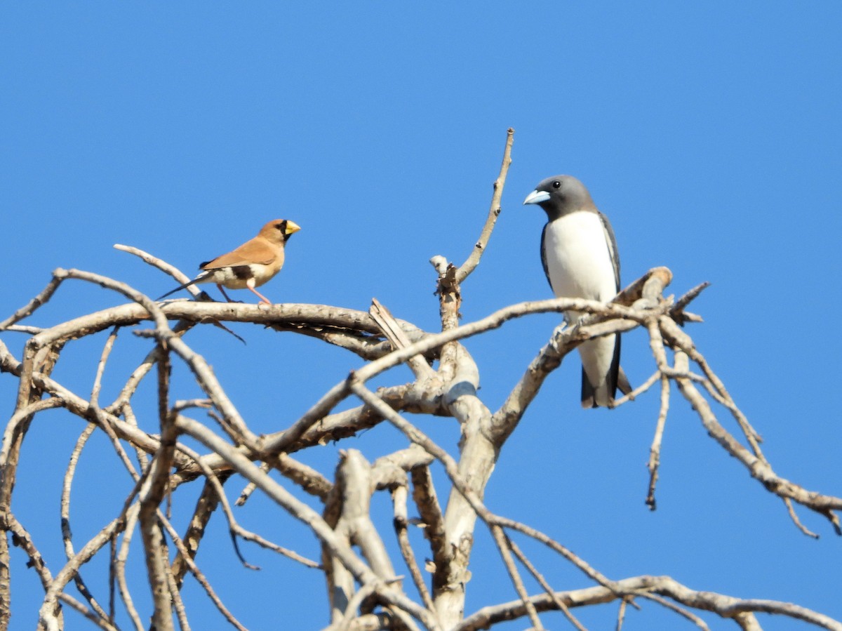 Masked Finch - ML625532378