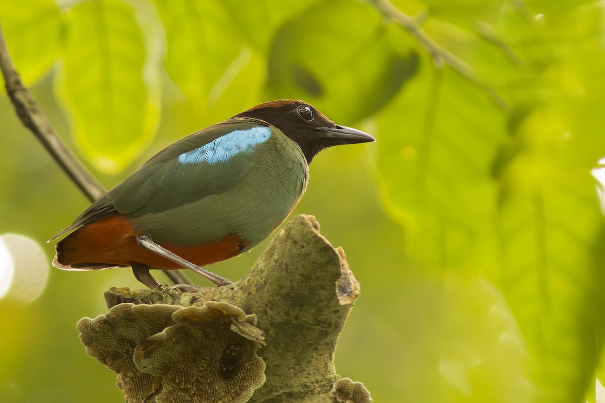 Western Hooded Pitta (Chestnut-crowned) - ML625532401