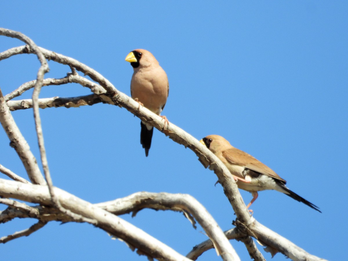 Masked Finch - ML625532495