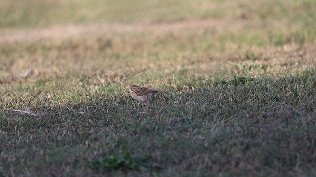 Clay-colored Sparrow - ML625532497