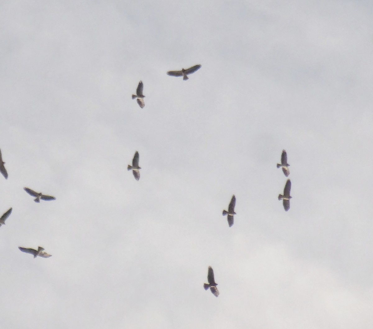 Swainson's Hawk - ML625532511