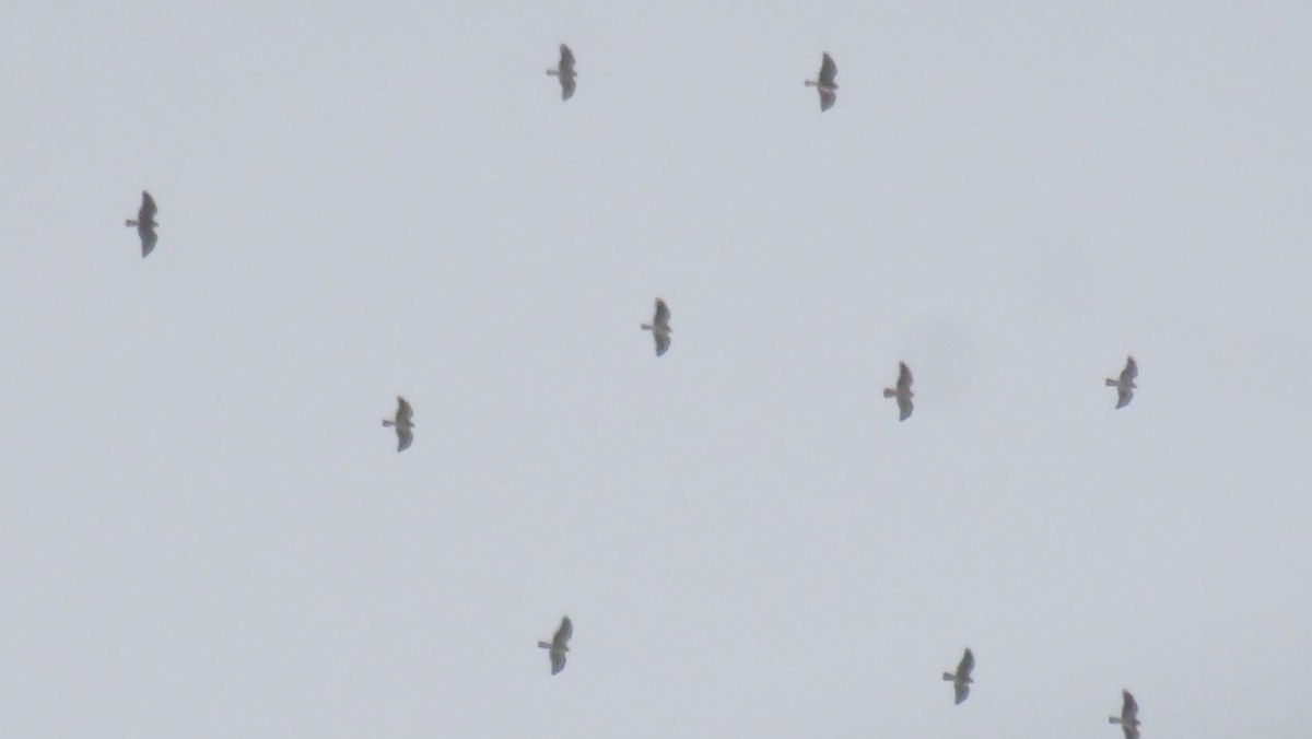 Swainson's Hawk - ML625532512