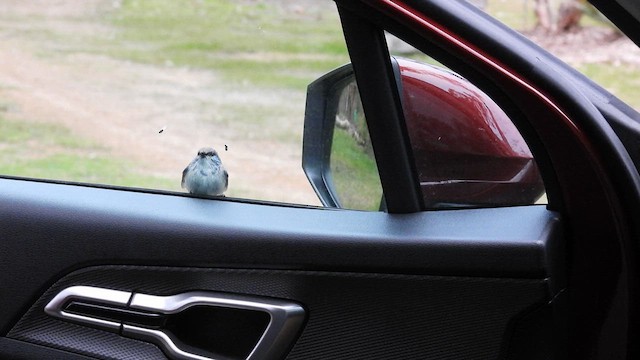 Splendid Fairywren - ML625532520