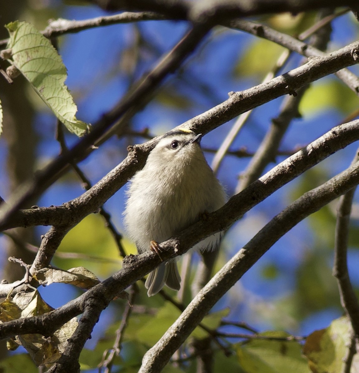 Golden-crowned Kinglet - ML625532530