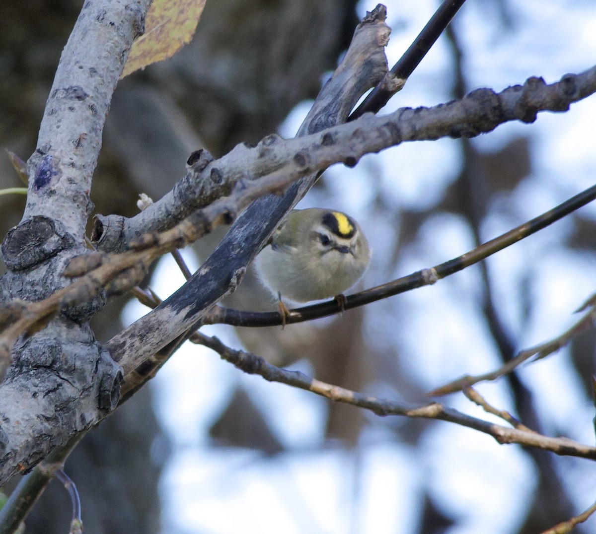 Golden-crowned Kinglet - ML625532531