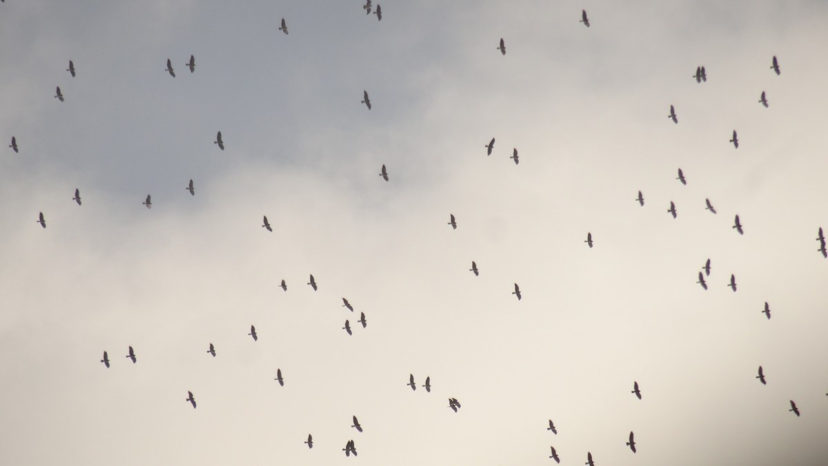 Swainson's Hawk - ML625532538