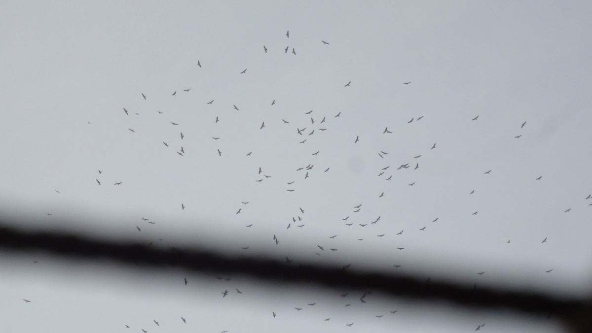 Swainson's Hawk - ML625532539