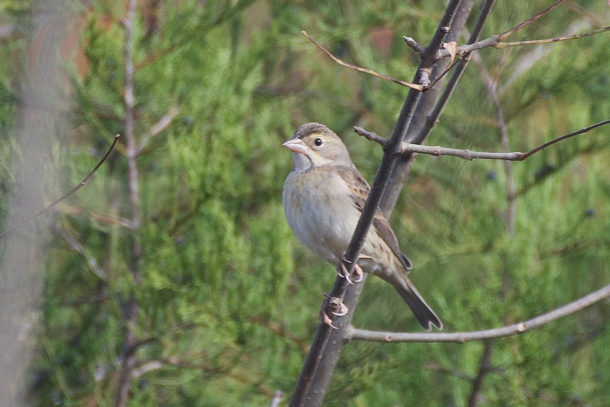 Dickcissel - ML625532540