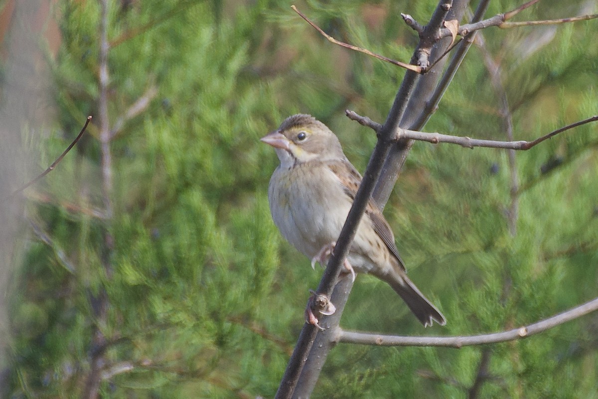 Dickcissel - ML625532541