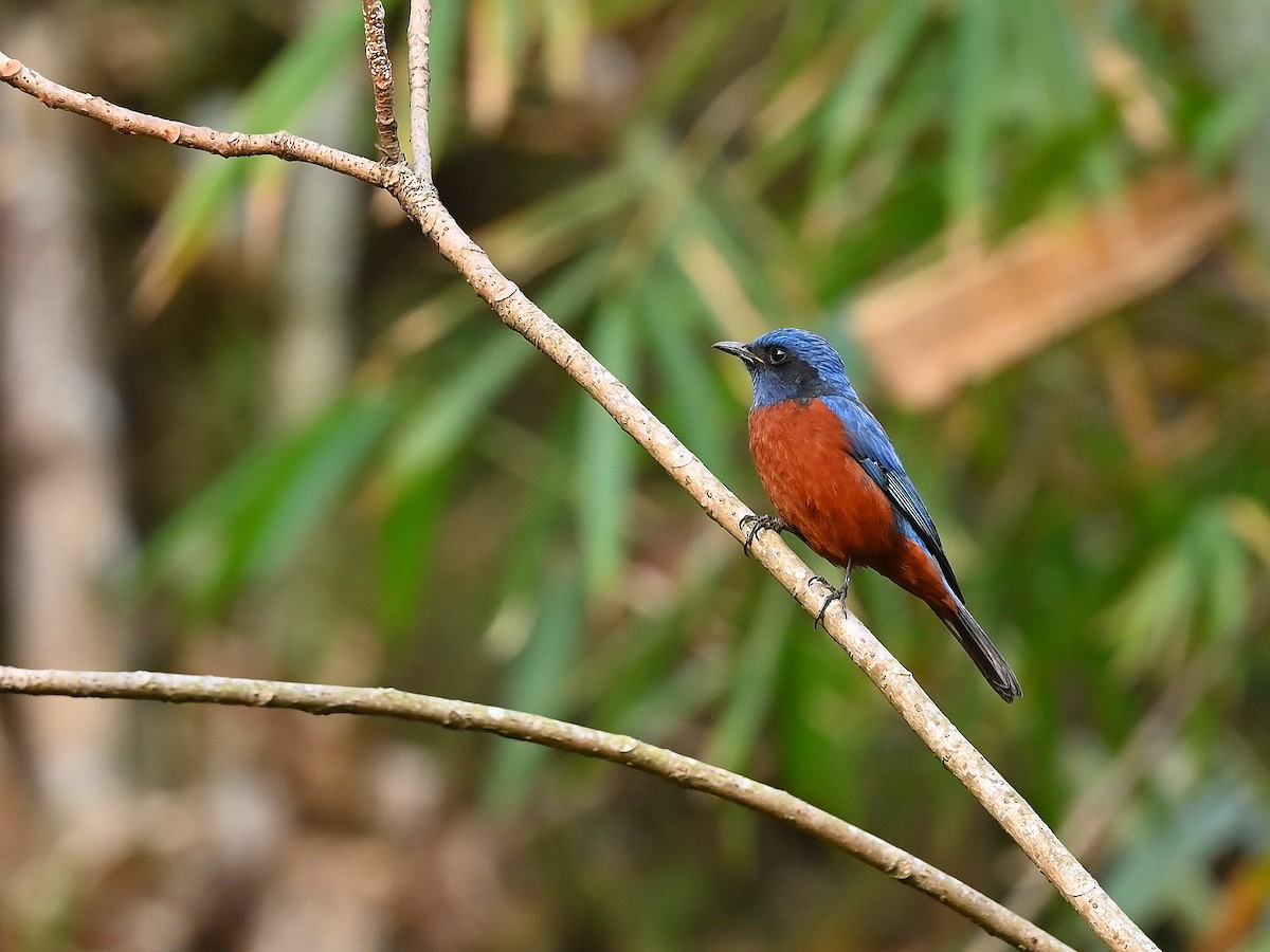 Chestnut-bellied Rock-Thrush - ML625532548