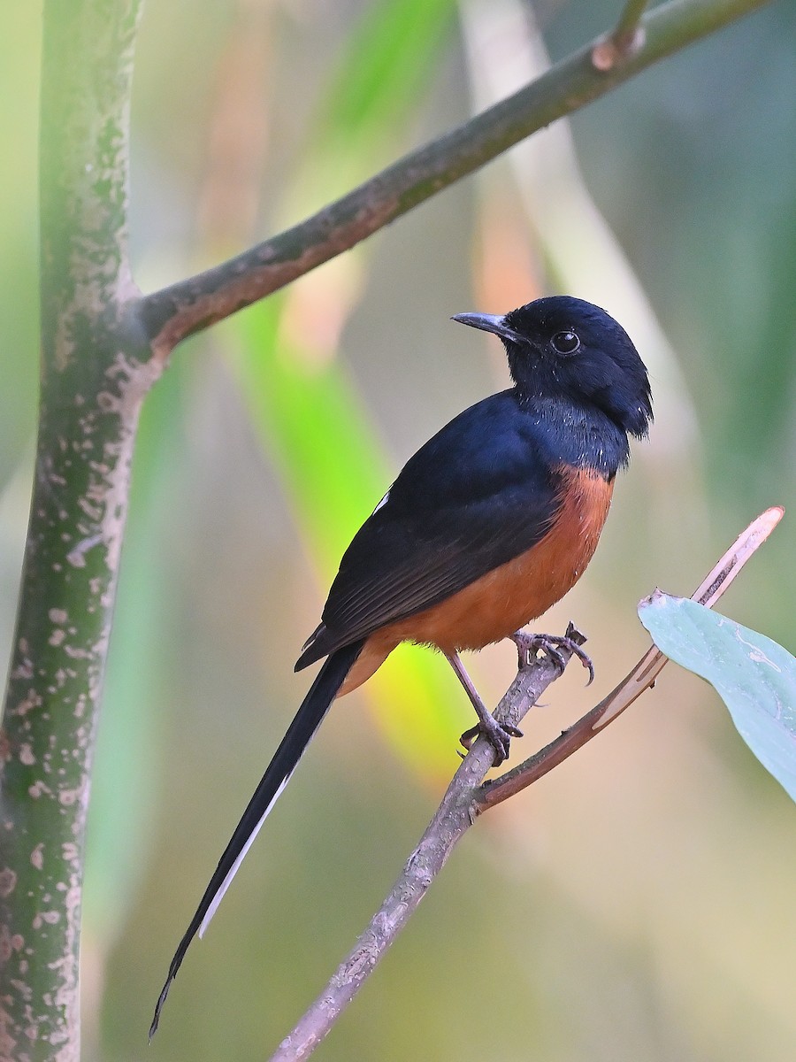 White-rumped Shama - ML625532564