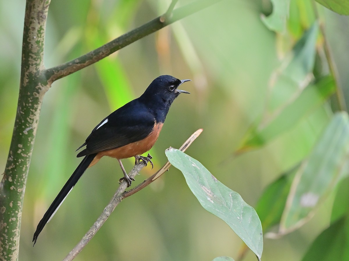 White-rumped Shama - ML625532565