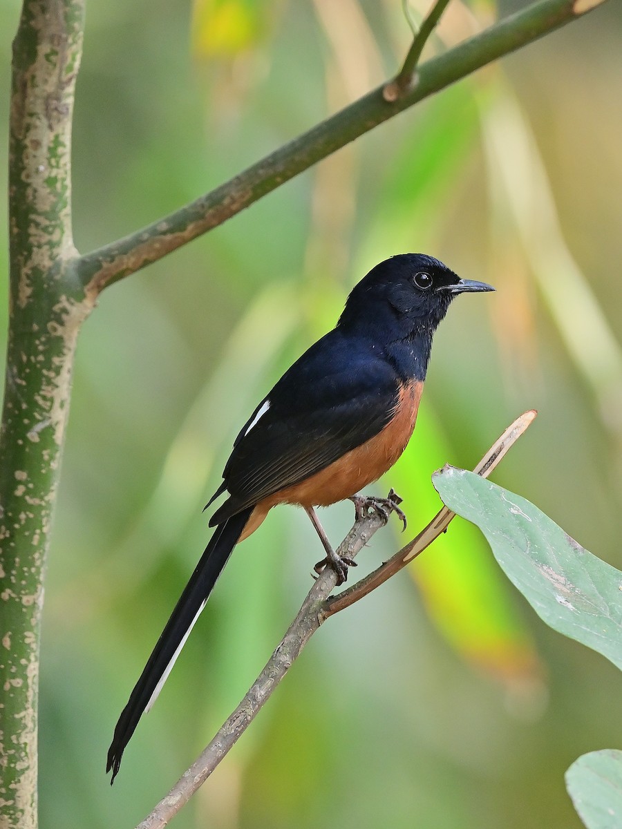 White-rumped Shama - ML625532566