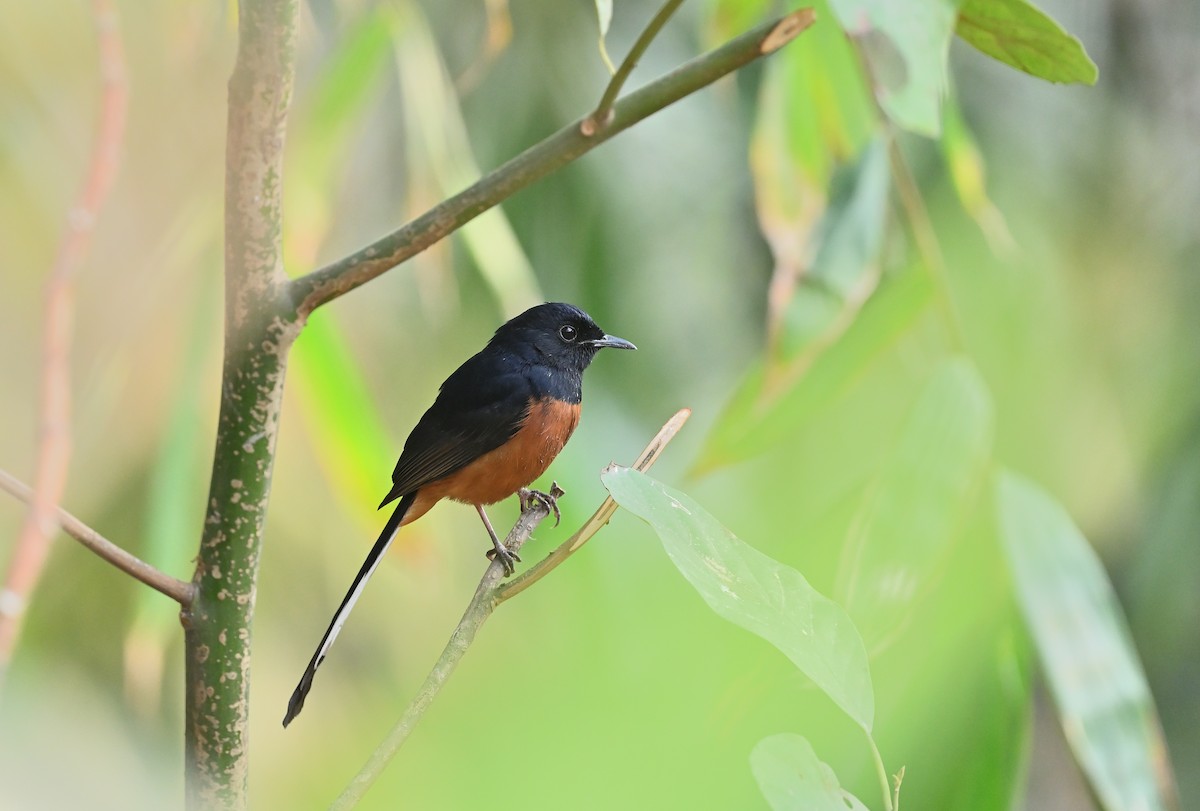 White-rumped Shama - ML625532568