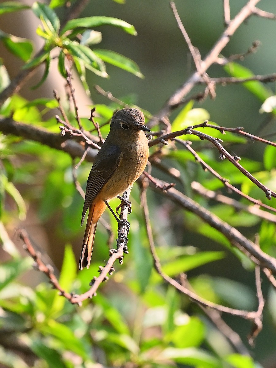 Blue-fronted Redstart - ML625532587