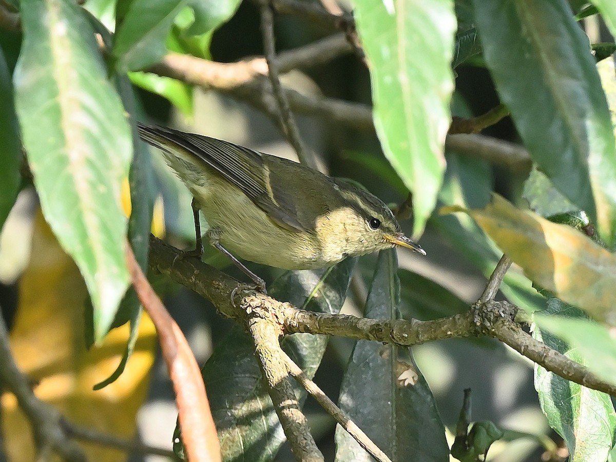 Hume's Warbler - ML625532592