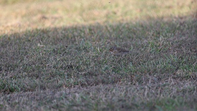 Clay-colored Sparrow - ML625532683