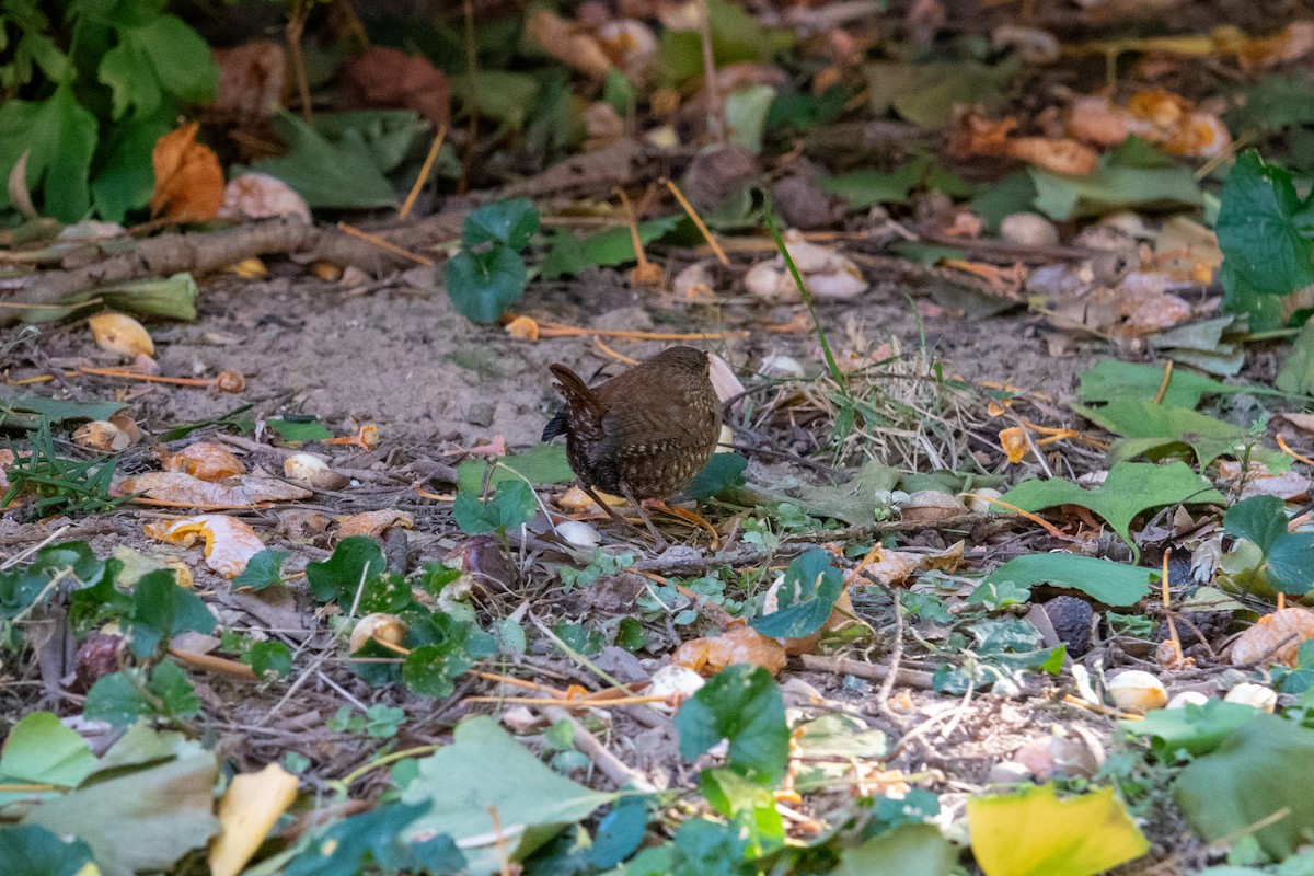 Winter Wren - ML625532755