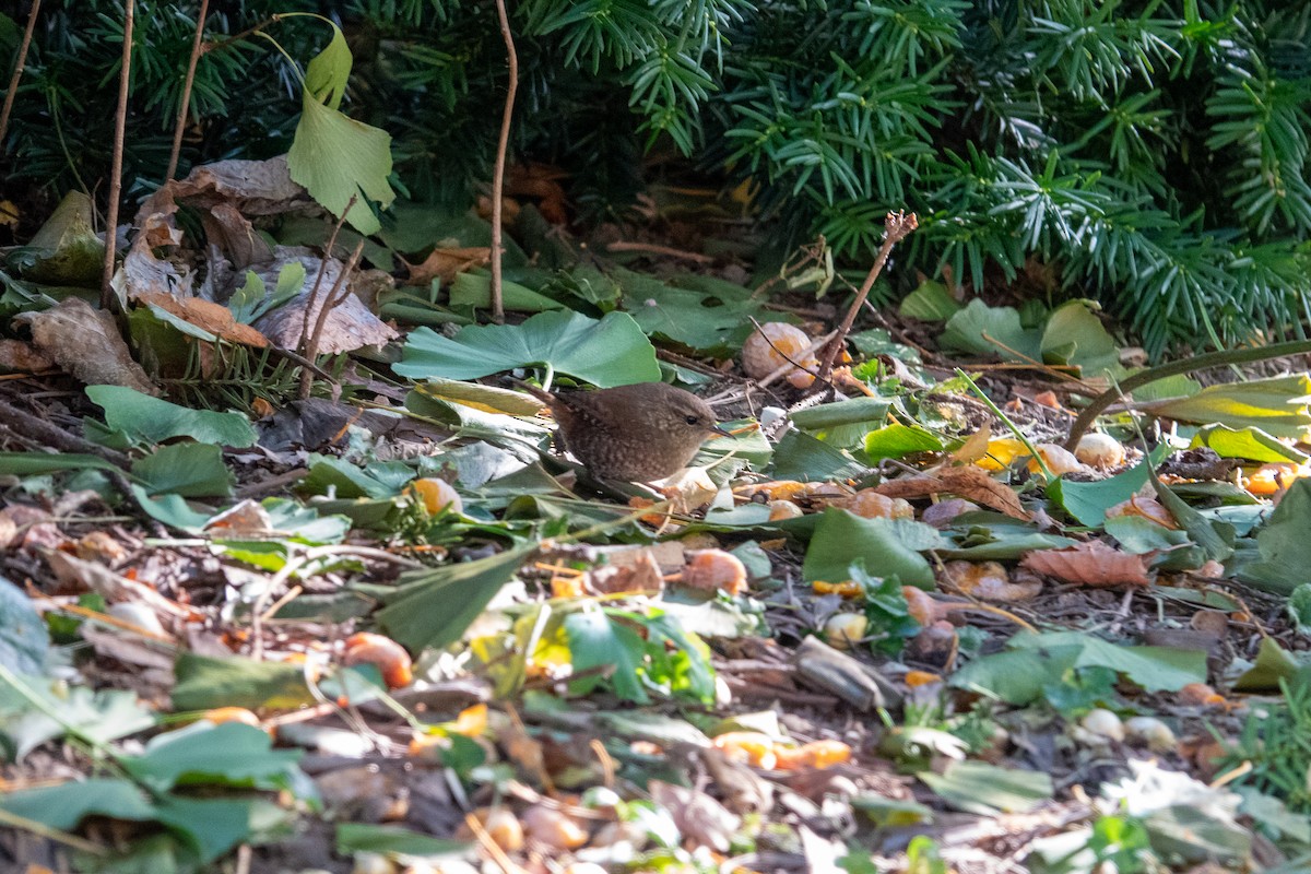 Winter Wren - ML625532756