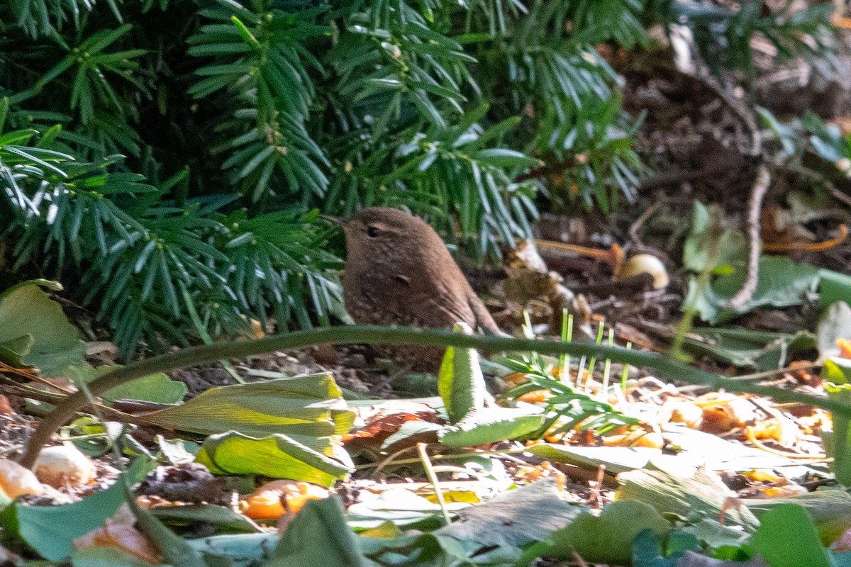 Winter Wren - ML625532759
