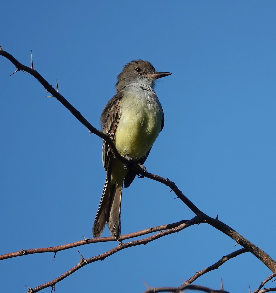 Grenada Flycatcher - ML625532811