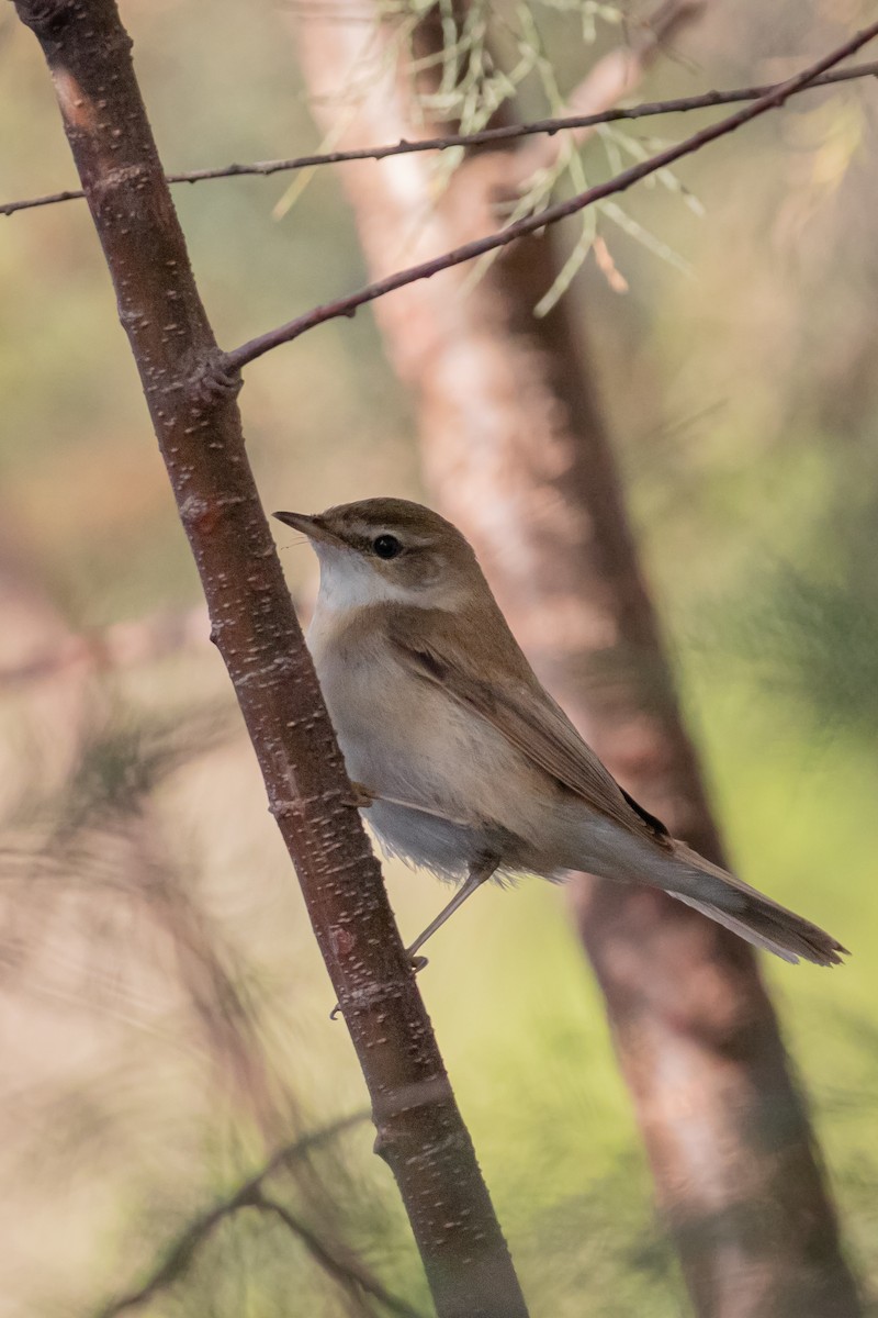 Paddyfield Warbler - ML625532812