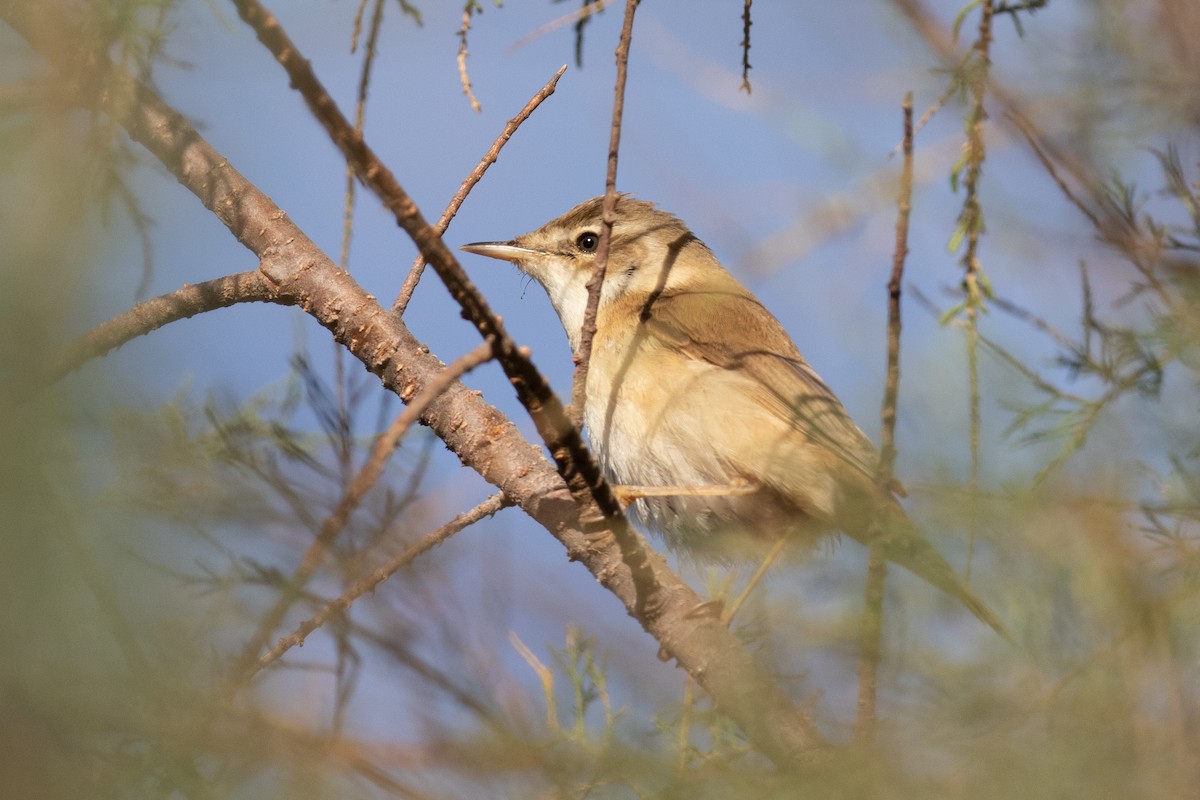 Paddyfield Warbler - ML625532813