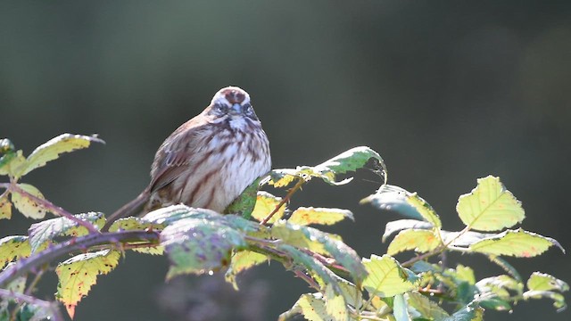 Пасовка співоча - ML625532817