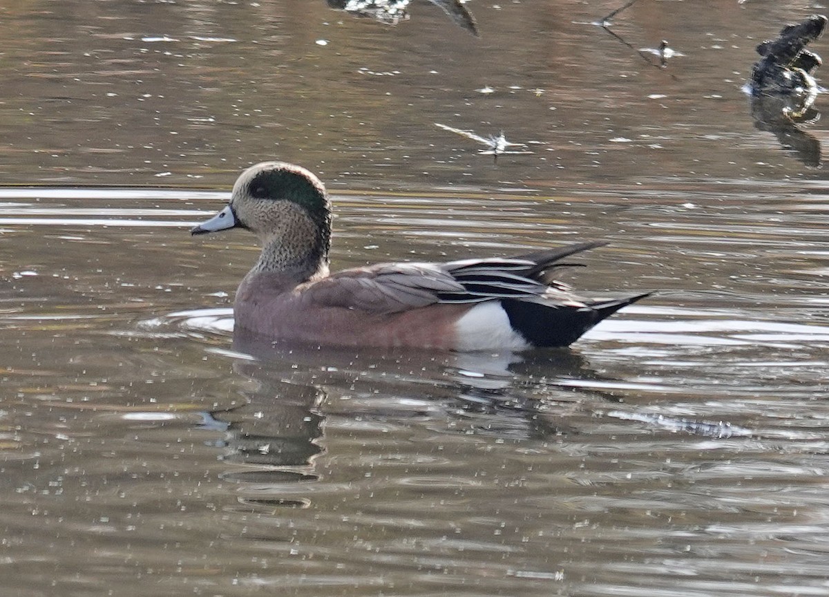 American Wigeon - ML625532989