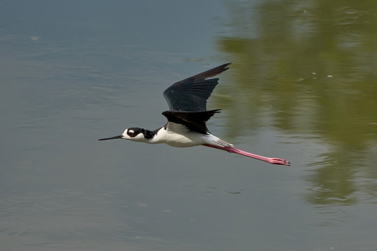 Black-necked Stilt - ML625533038