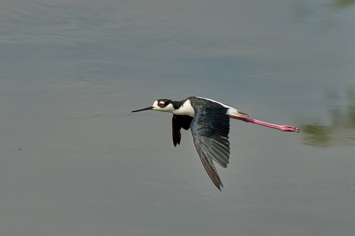 Black-necked Stilt - ML625533039