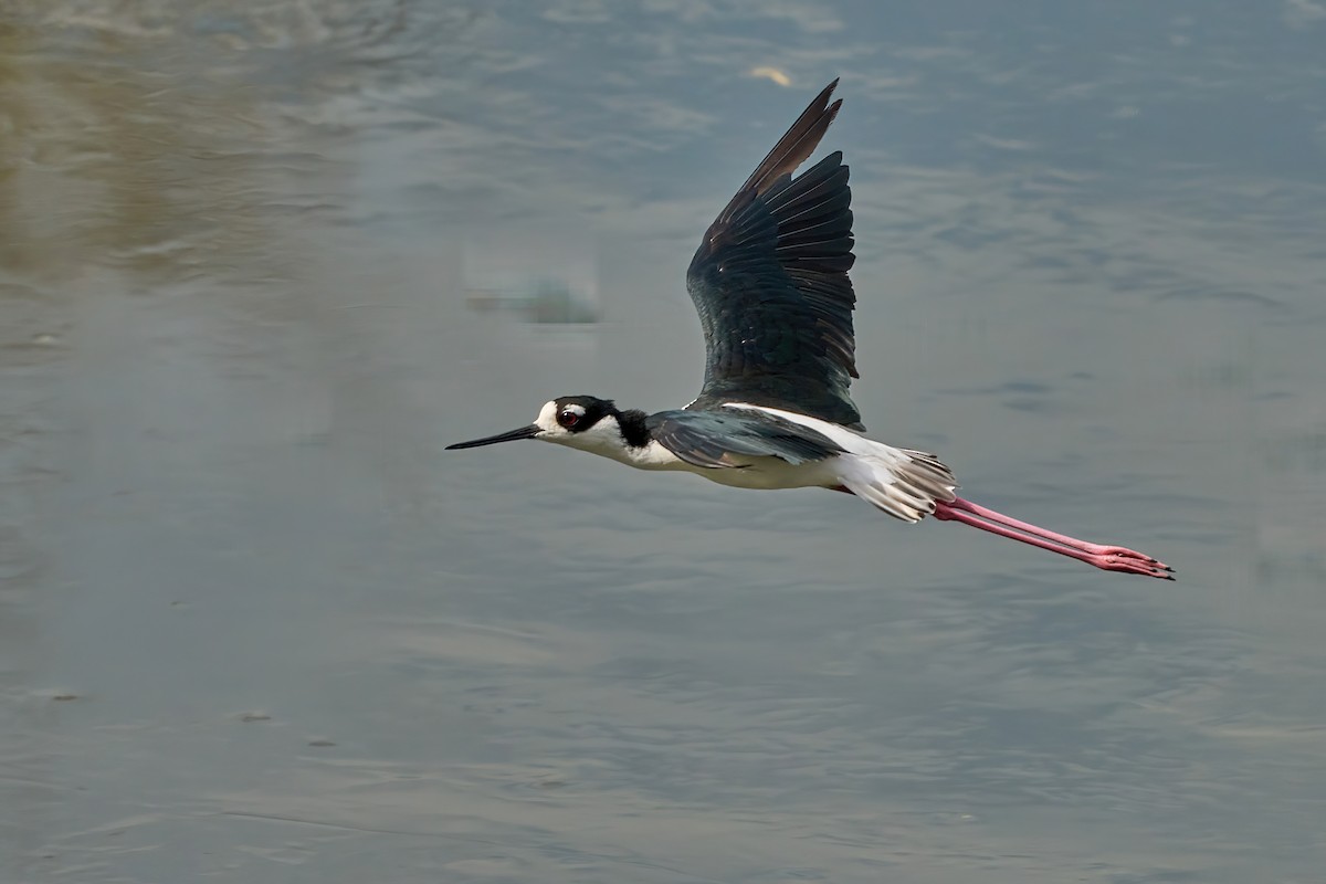 Black-necked Stilt - ML625533040