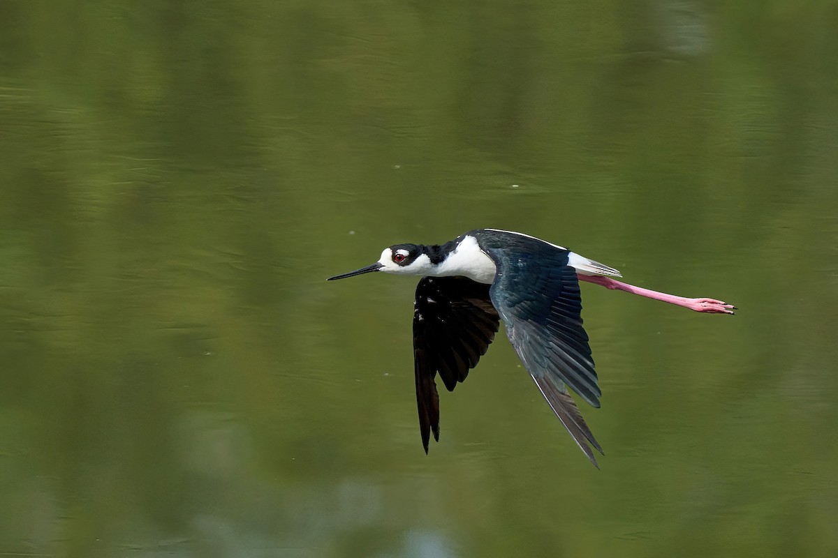 Black-necked Stilt - ML625533095