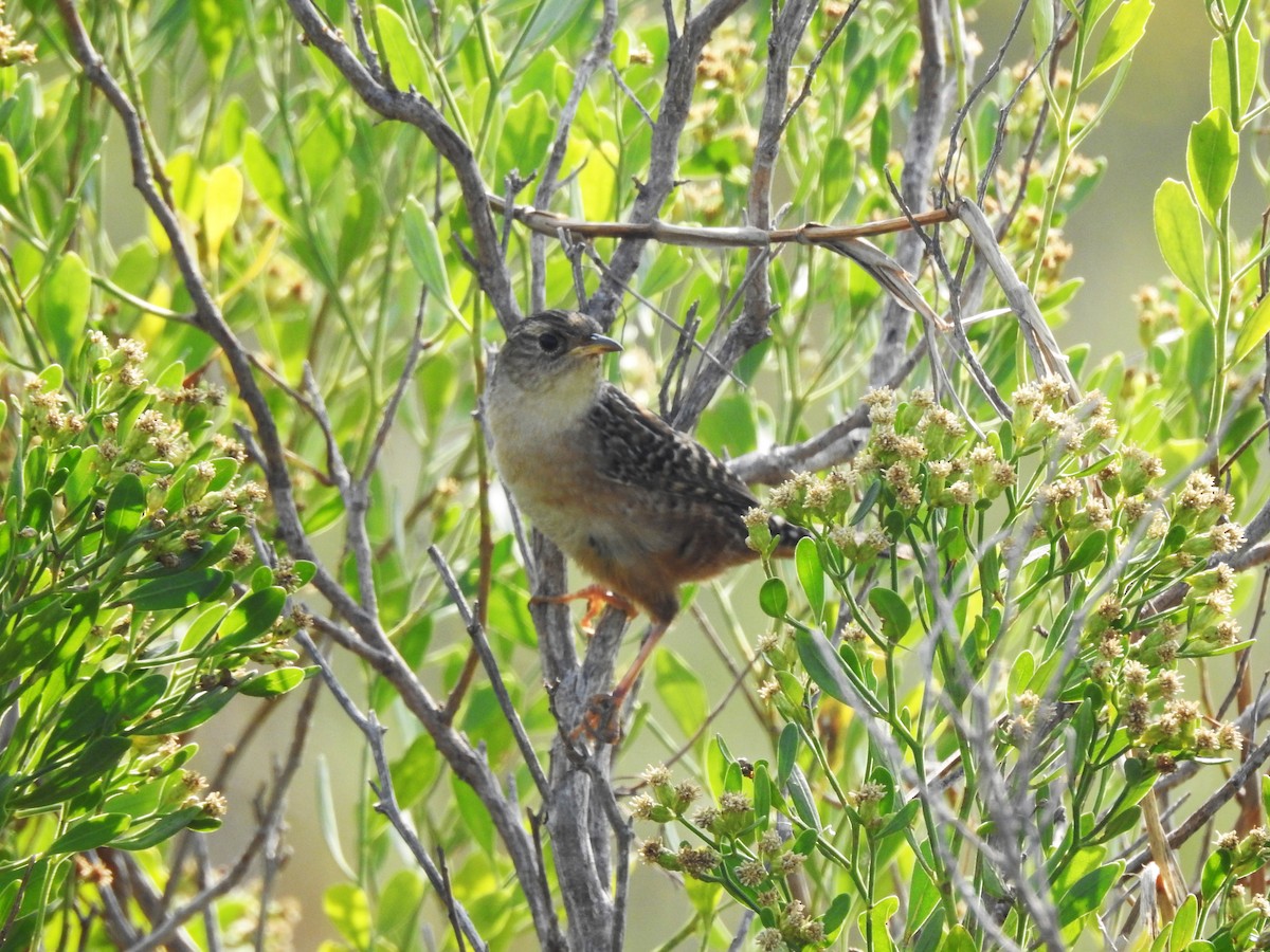 Sedge Wren - ML625533229