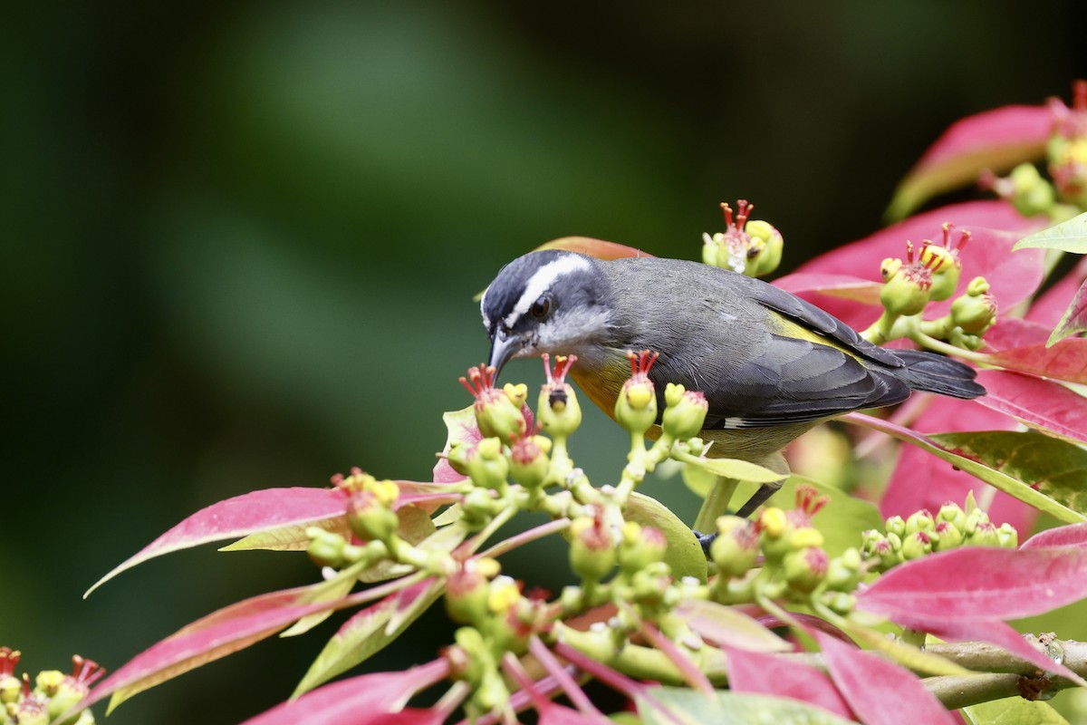 Bananaquit - ML625533394